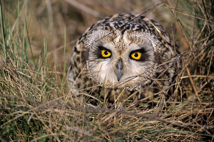 Hibou des marais (C) L.-M. Préau