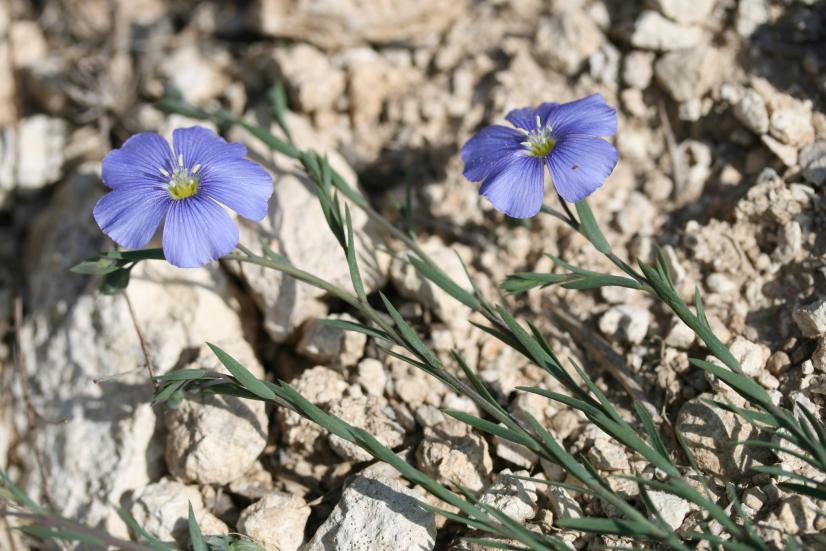 Linum leonii (c) R. Dupré MNHN CBNBP