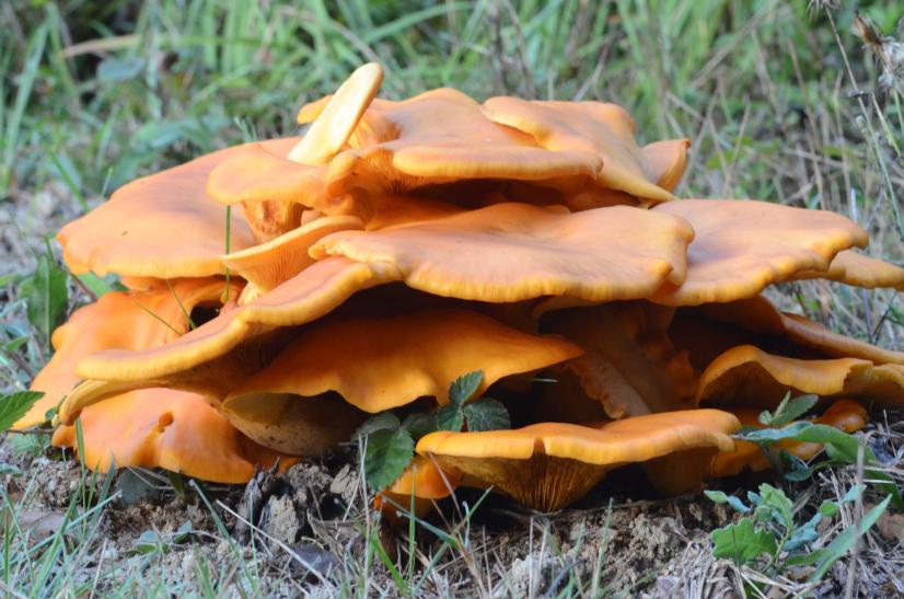 Omphalotus_illudens (C) C.JOLIVET