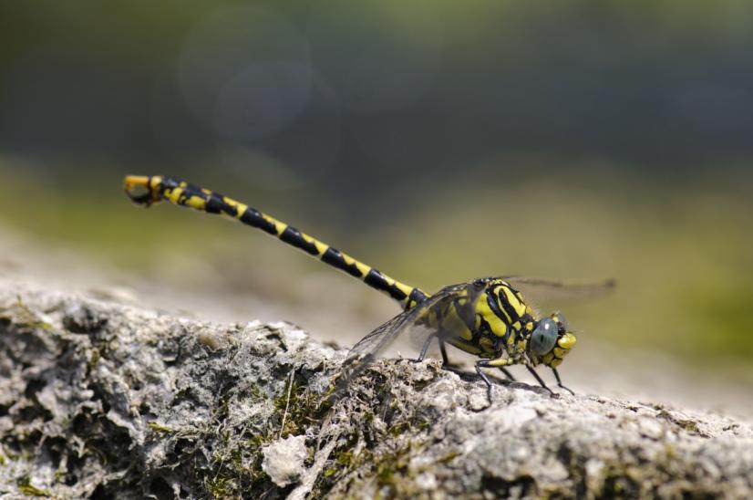 Onychogomphus uncatus (C) E.Sansault