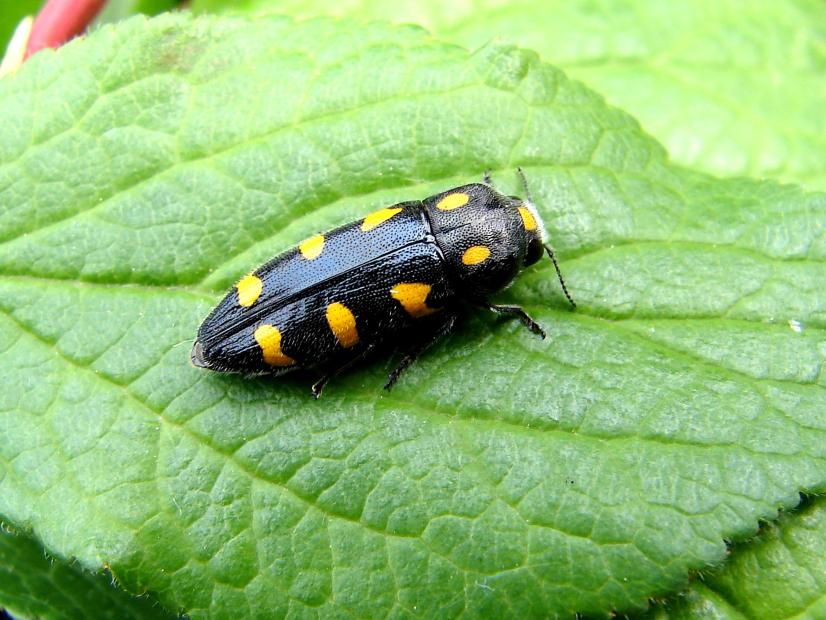 Ptosima flavoguttata (C) J.-C. Gagnepain