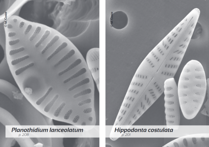 Planothidium lanceolatum et Hippodonta costulata © M. COSTE 