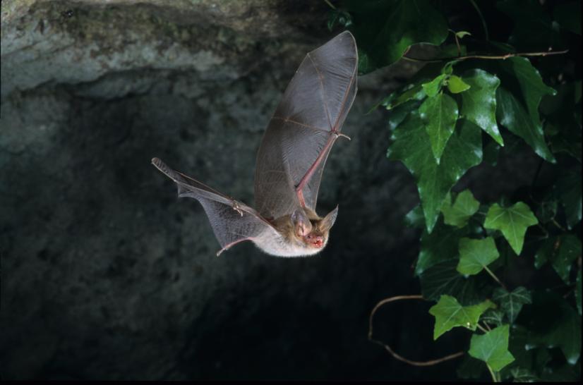 Murin de Bechstein (C) L. Arthur - Muséum de Bourges