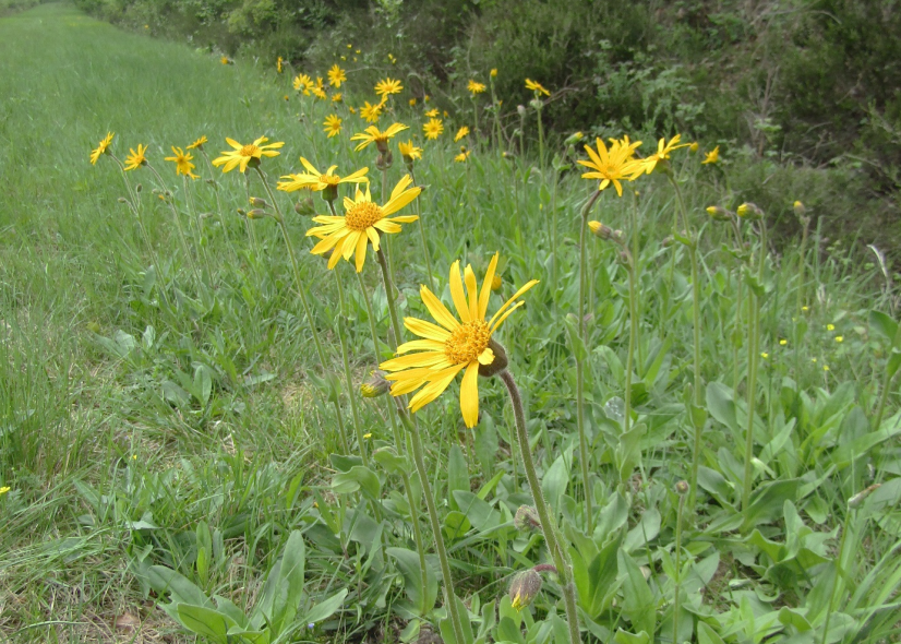 Arnica des montagnes ©CBNBP