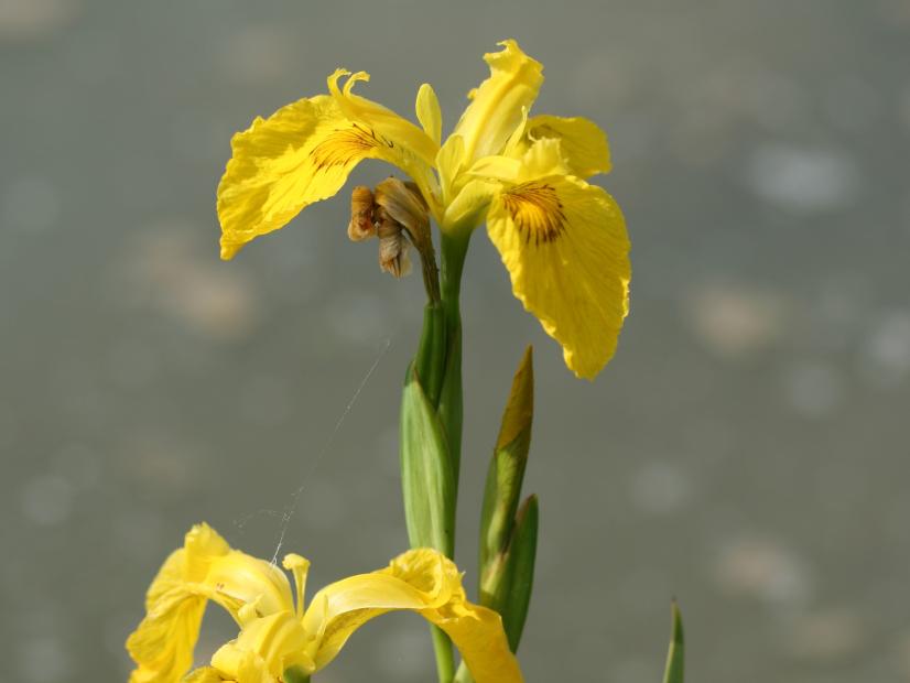 Iris des marais ©R. Dupré - CBNBP