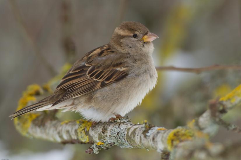 Moineau domestique © F Pelsy