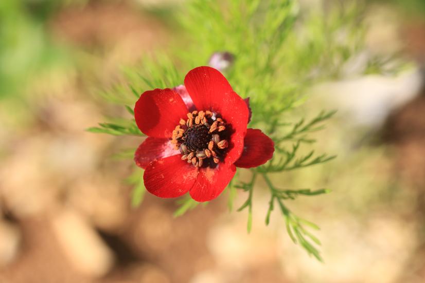 Plantes messicoles