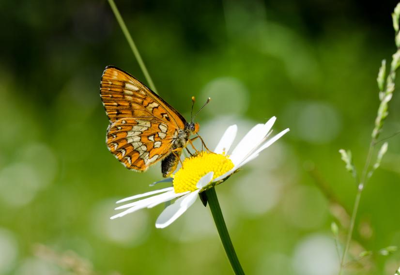 Papillons de jour