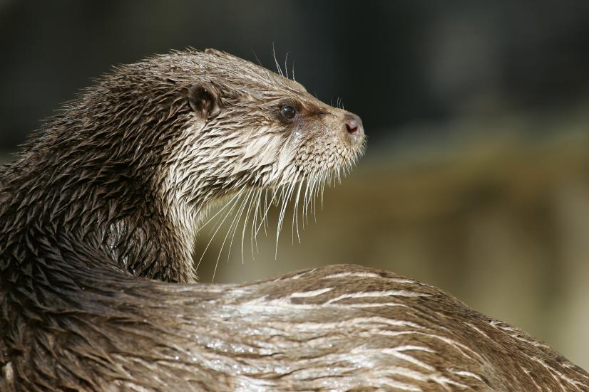 Loutre d'Europe