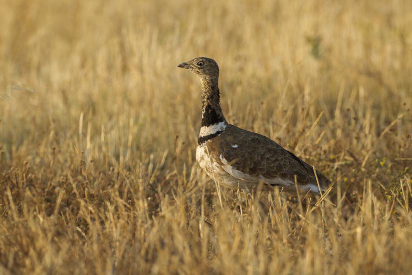 Outarde canepetière 