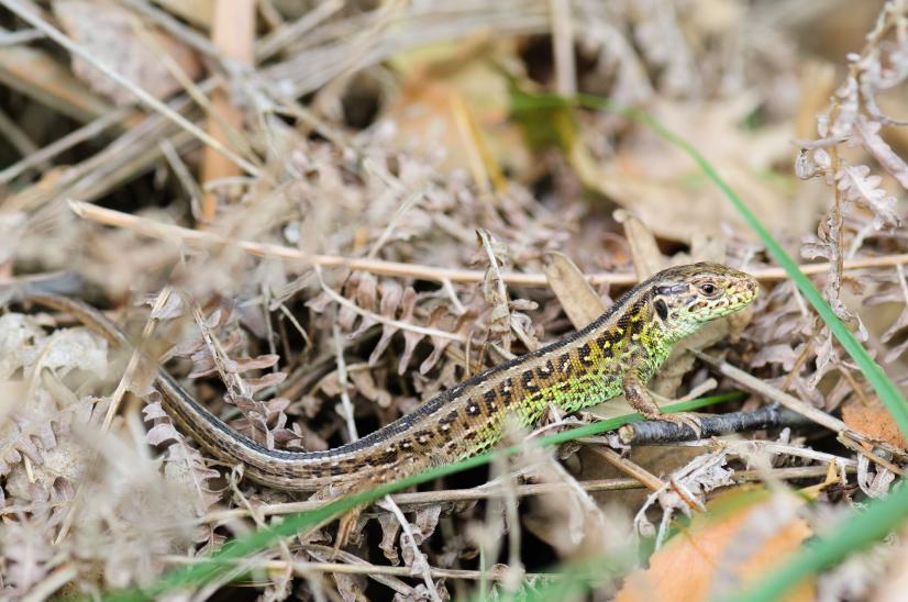 Lézard des souches