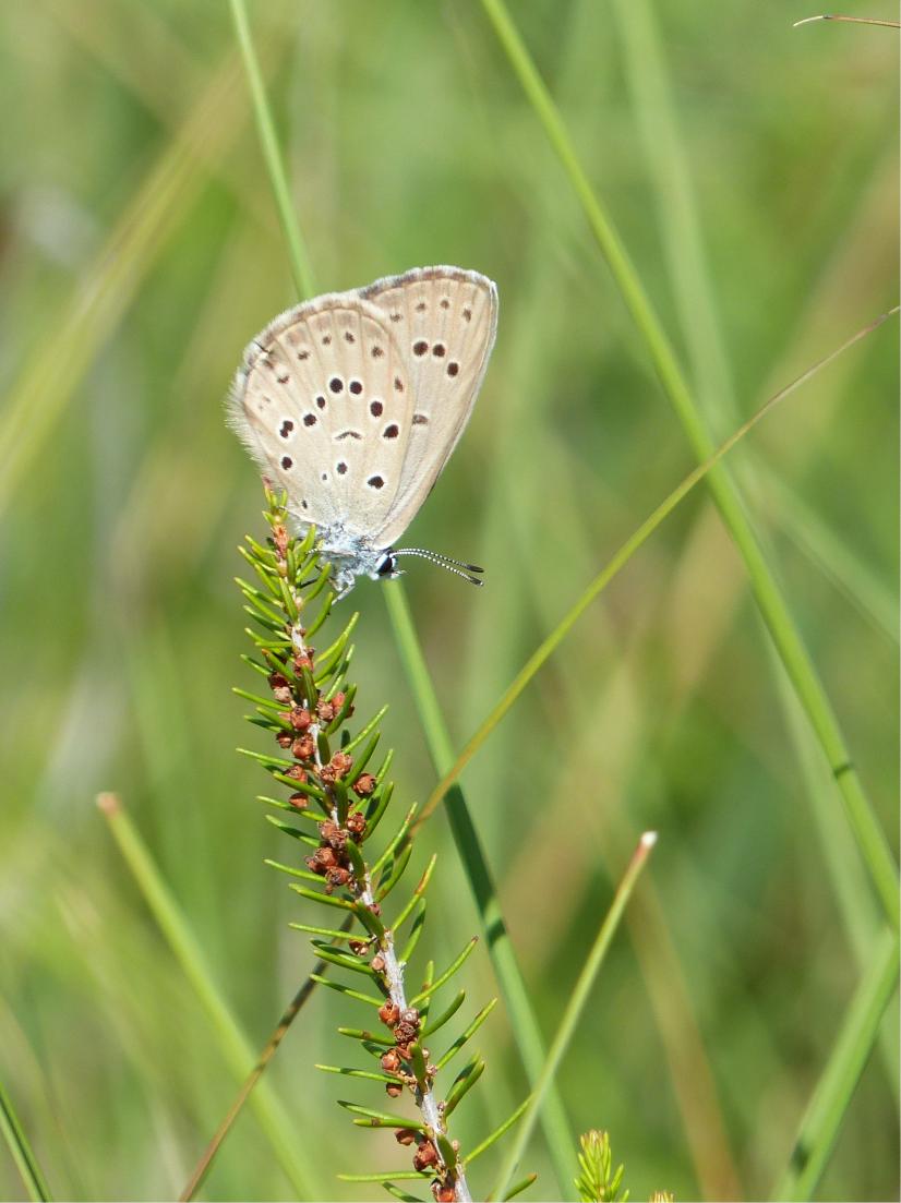 Azuré des mouillères © N. Mokuenko