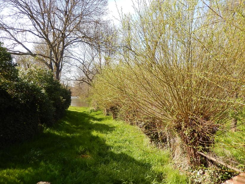 Saules têtards en secteur inondable ©PL - ARB CVL