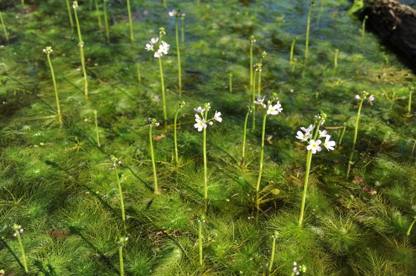 Hottonie des marais, en fleurs ©R. Rosoux