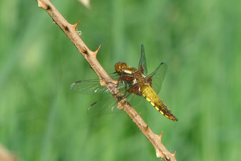 Libellule déprimée ©C. Maurer