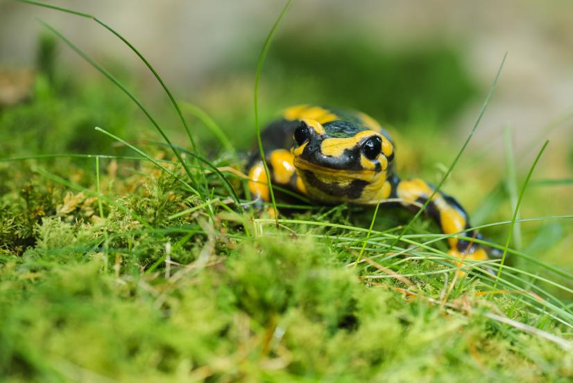 Salamandre ©É. Sansault, ANEPE Caudalis