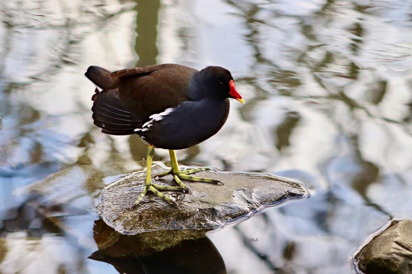 Gallinule-poule d'eau
