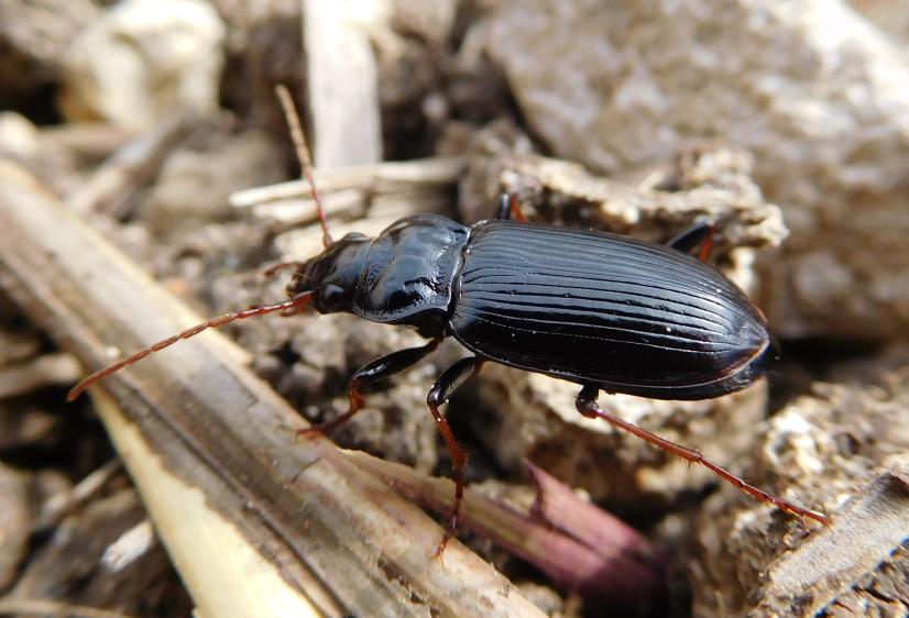 Carabe nebria ©Services auxiliaires - Chambre régionale d'agriculture Centre-Val de Loire