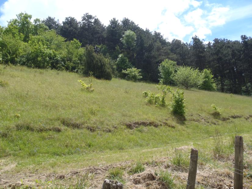 Prairie du Fouzon, fauchée ©C. Picoux