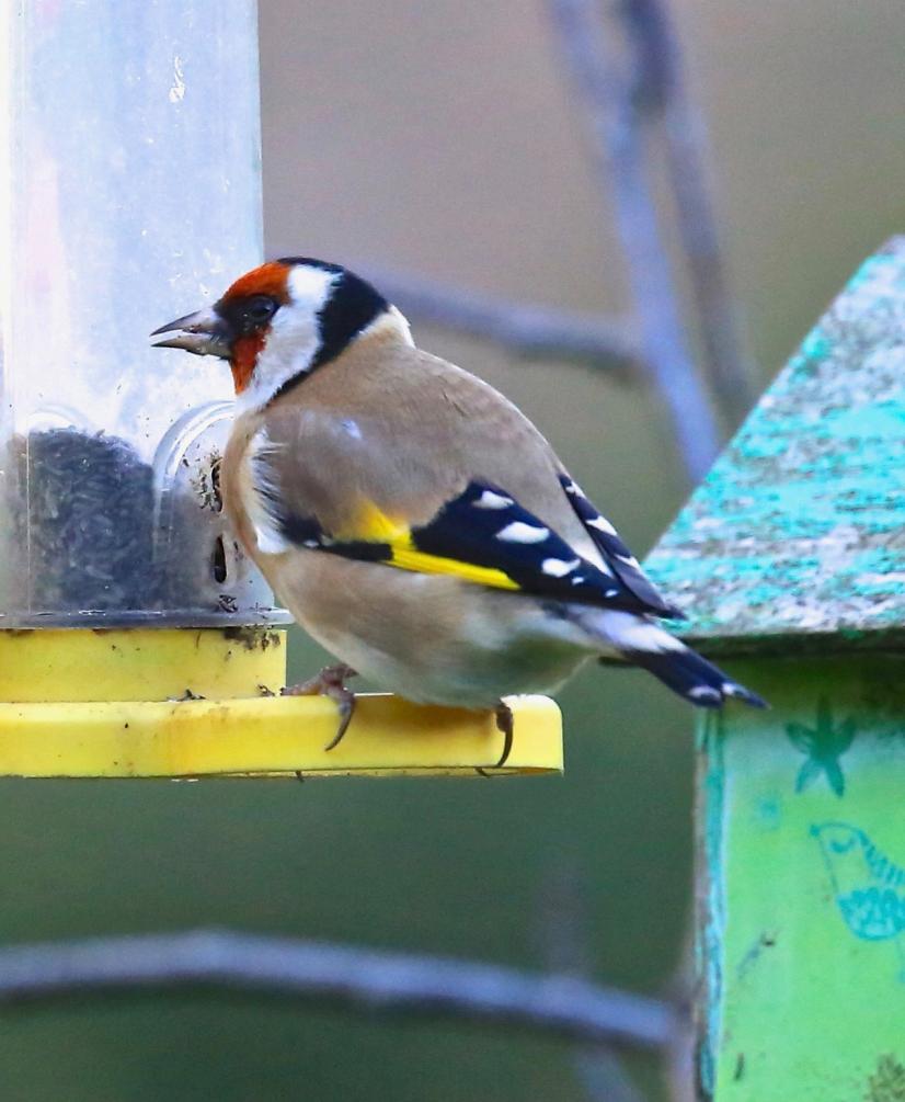 La mangeoire, un lieu où observer les oiseaux © D. Vaillant