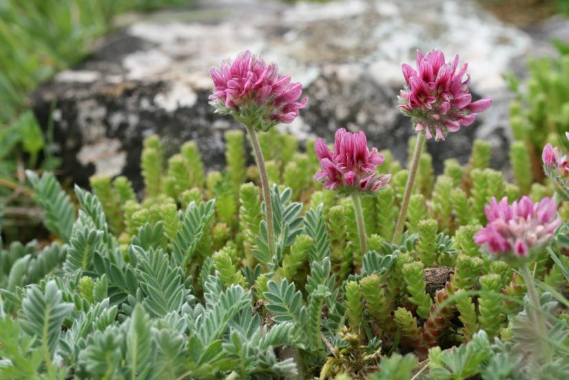 Anthyllis des montagnes ©R. Dupré
