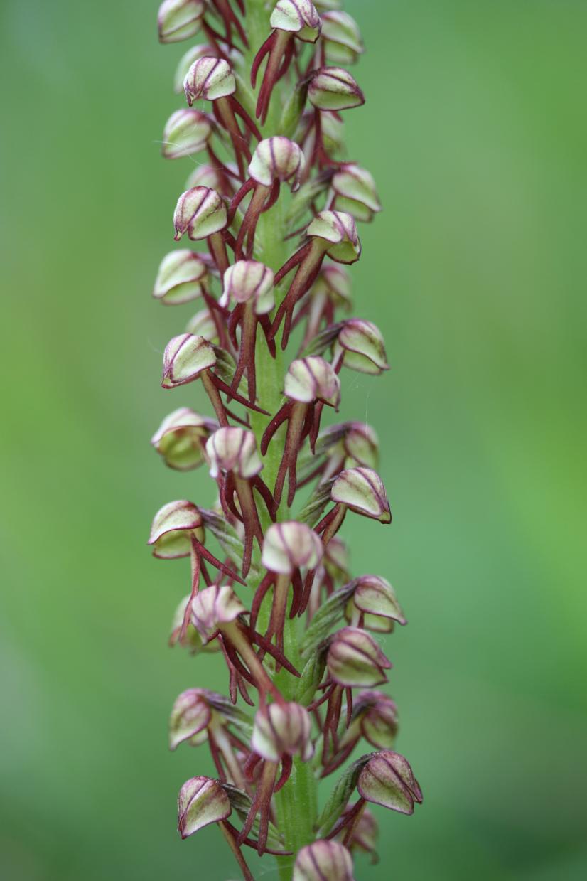 Orchis homme-pendu©R. Dupré