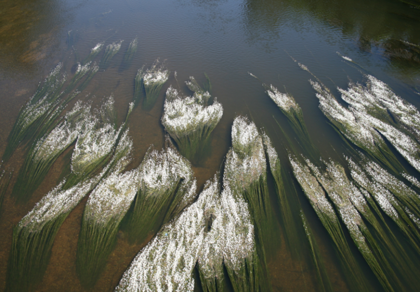 Radeaux de Potamot noueux dans le Cher ©S. Bellenfant