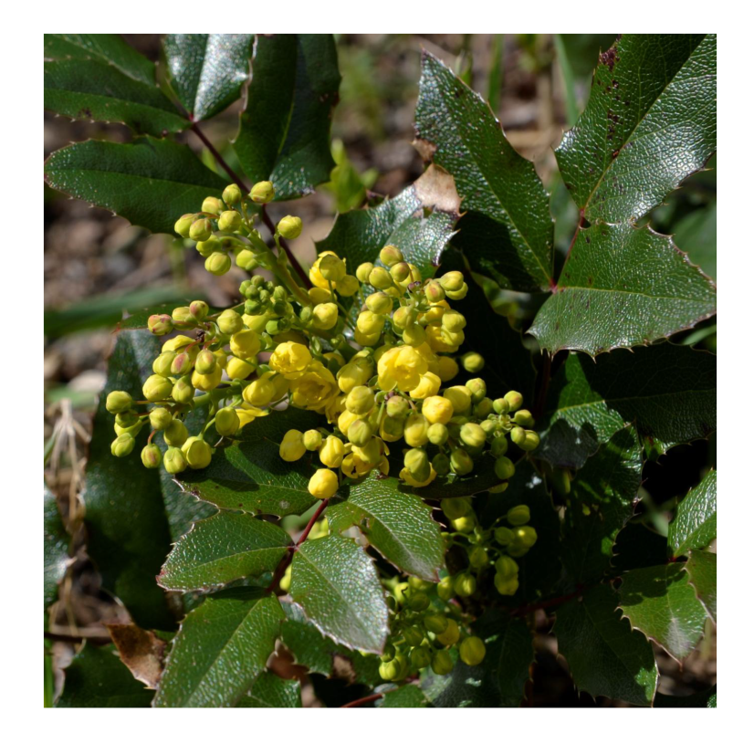 Faux houx ou Mahonia - EEE en liste d’observation ©D. Vial, CEN Centre-Val de Loire
