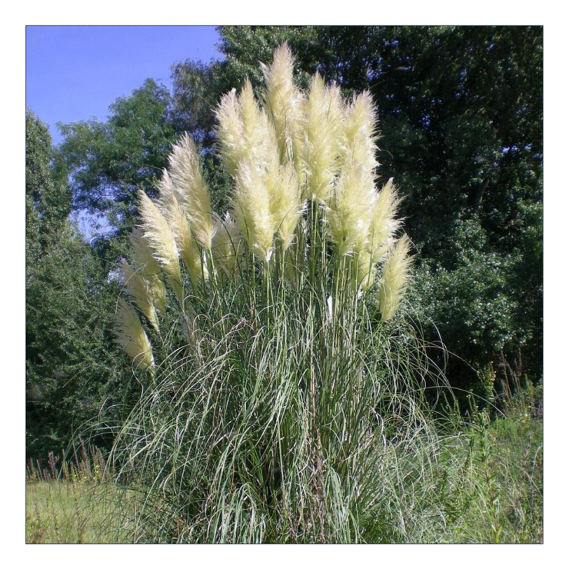 Herbe de la Pampa - EEE en liste d’alerte © P. Vahrameev, CBNBP
