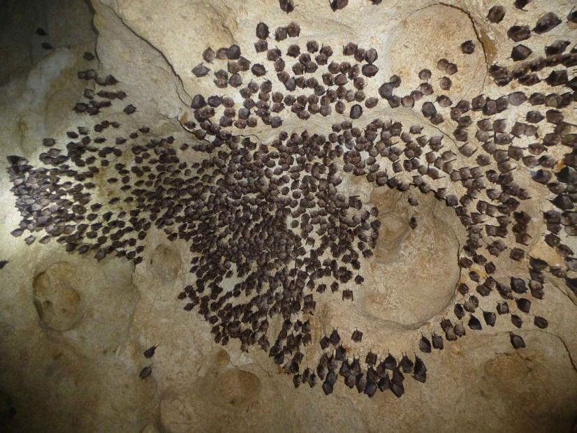 © S. Gressette - Cen Centre-Val de Loire