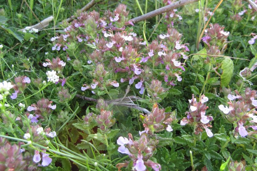 Germandrée petit-chêne ©T. Emeriau, CBNBP-MNHN