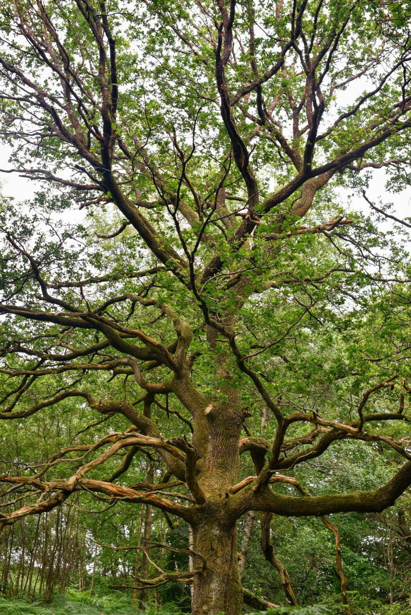 Chêne pédonculé, Tourbière des Froux (28) ©L. Roger-Perrier, ARB