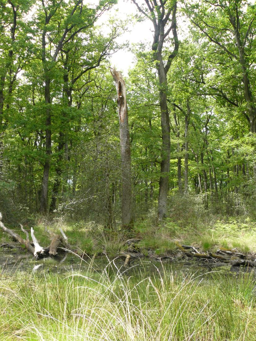 Bois mort et mare restaurée ©B. Garnier, ONF