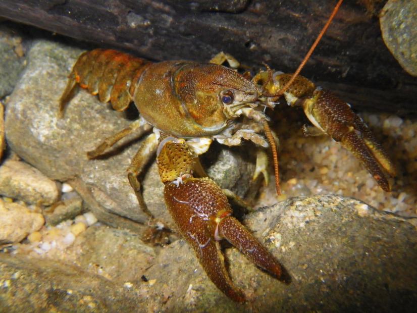 La présence d'Écrevisses à pieds blancs dans un cours d'eau témoigne d'une bonne qualité de l'eau ©N. MEYNARD, FDAAPPMA54