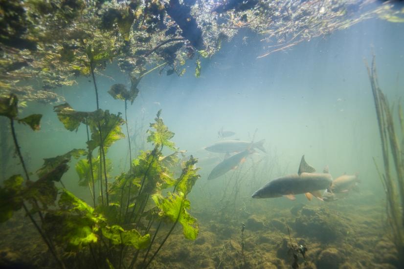 Barbeaux dans l'Anglin à Mérigny- Indre ©Nicolas VanIngen