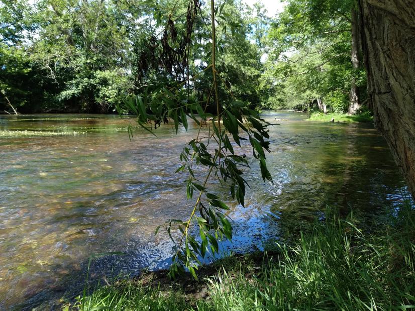 La rivière Avre à Dreux, d'excellente qualité, abrite une station d'Oenanthe des fleuves, une plante protégée ©M. Céleste