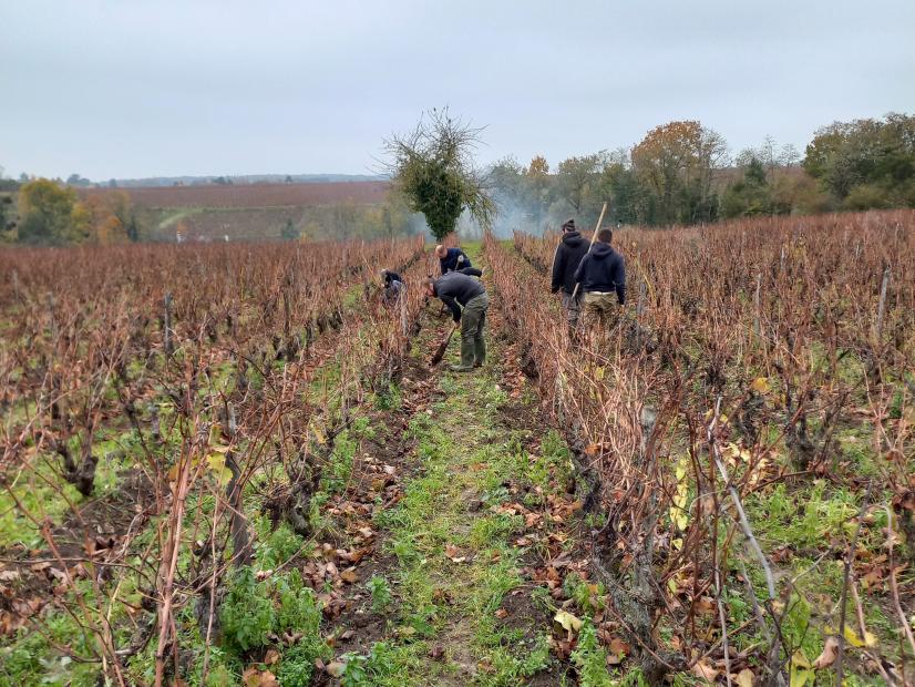 Session d'implantation de bulbes de Tulipe des vignes © Alexis Parret - CPIE Touraine Val de Loire