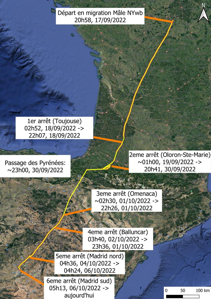 Détail des étapes lors de la migration du mâle © Indre Nature