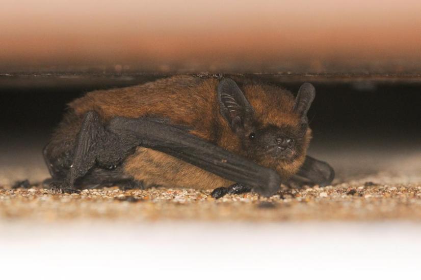 Pipistrelle commune © Ludovic Jouve