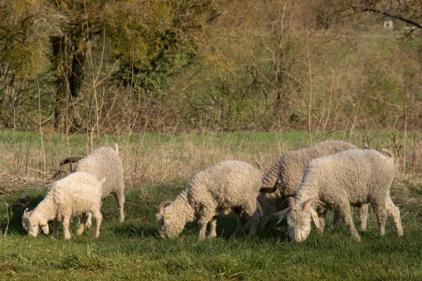 Paturage à Dreux - chèvres mohair © Cen Centre-Val de Loire