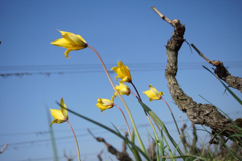 Tulipe des vignes © Clément Coroller - CPIE Touraine Val de Loire