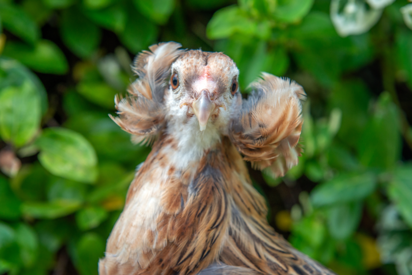 Poule de race Araucana ©Laurent Leduc