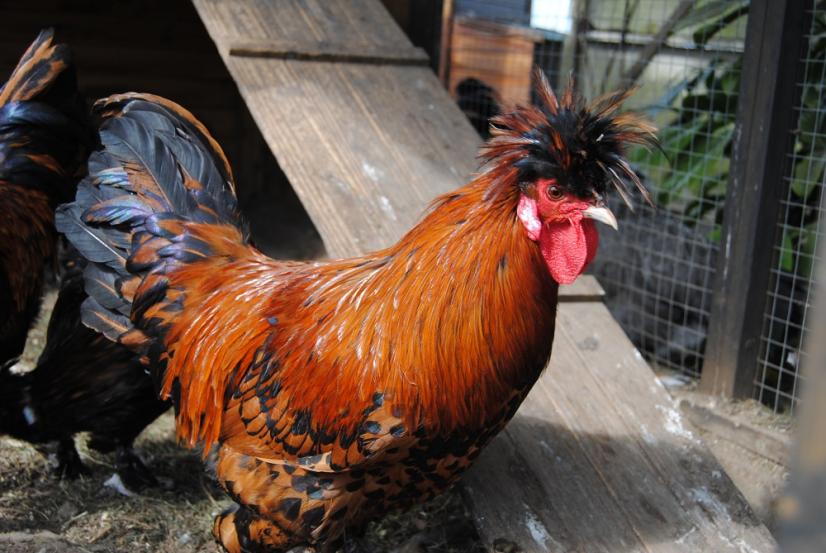 Coq de race Pavlov ©Laurent Leduc