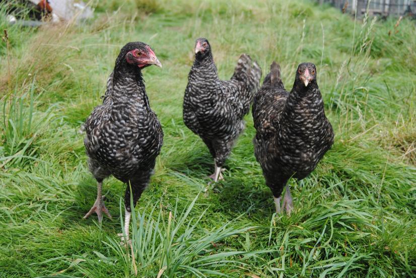 Poules de races Coucou de Rennes ©Laurent Leduc