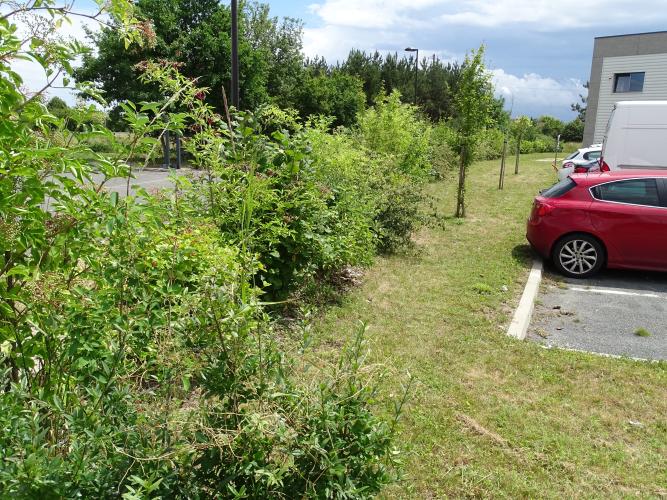 Haie diversifiée de plusieurs espèces ©ARB Centre-Val de Loire