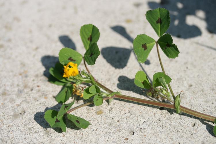 Medicago arabica - Rémi DUPRE