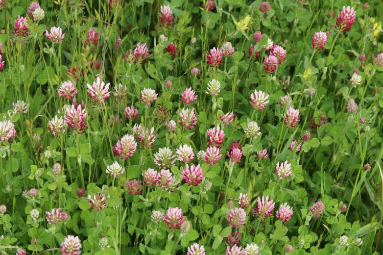 Trifolium incarnatum var.mollinieri - Rémi DUPRE