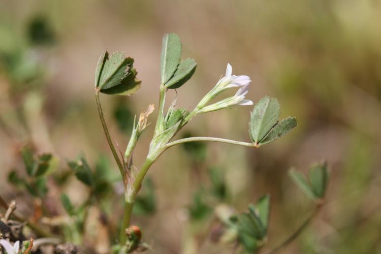 Trifolium ornithopodioides - Rémi DUPRE