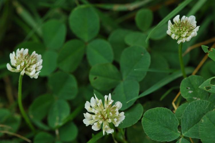 Trifolium repens - Jordane CORDIER (CBNBP/MNHN)