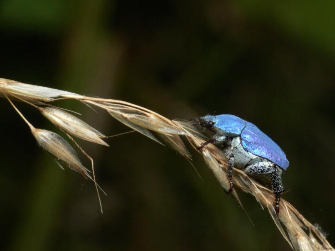 Hoplie bleue ©A. Chorein